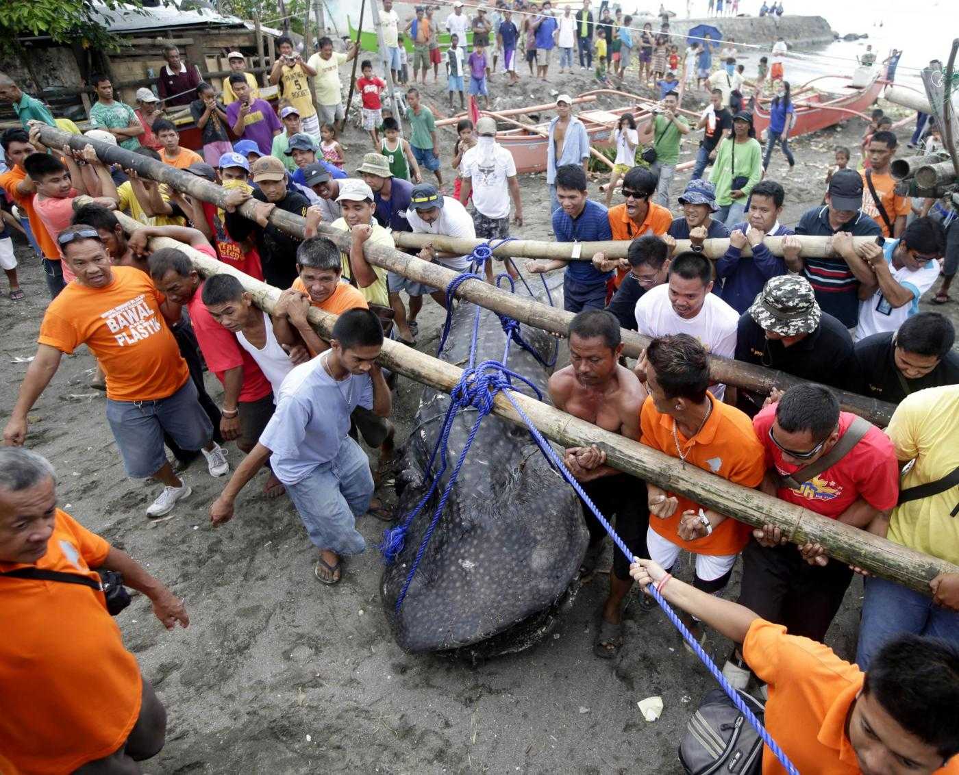 Trovato morto uno squalo balena sulle coste di Tanza nelle Filippine
