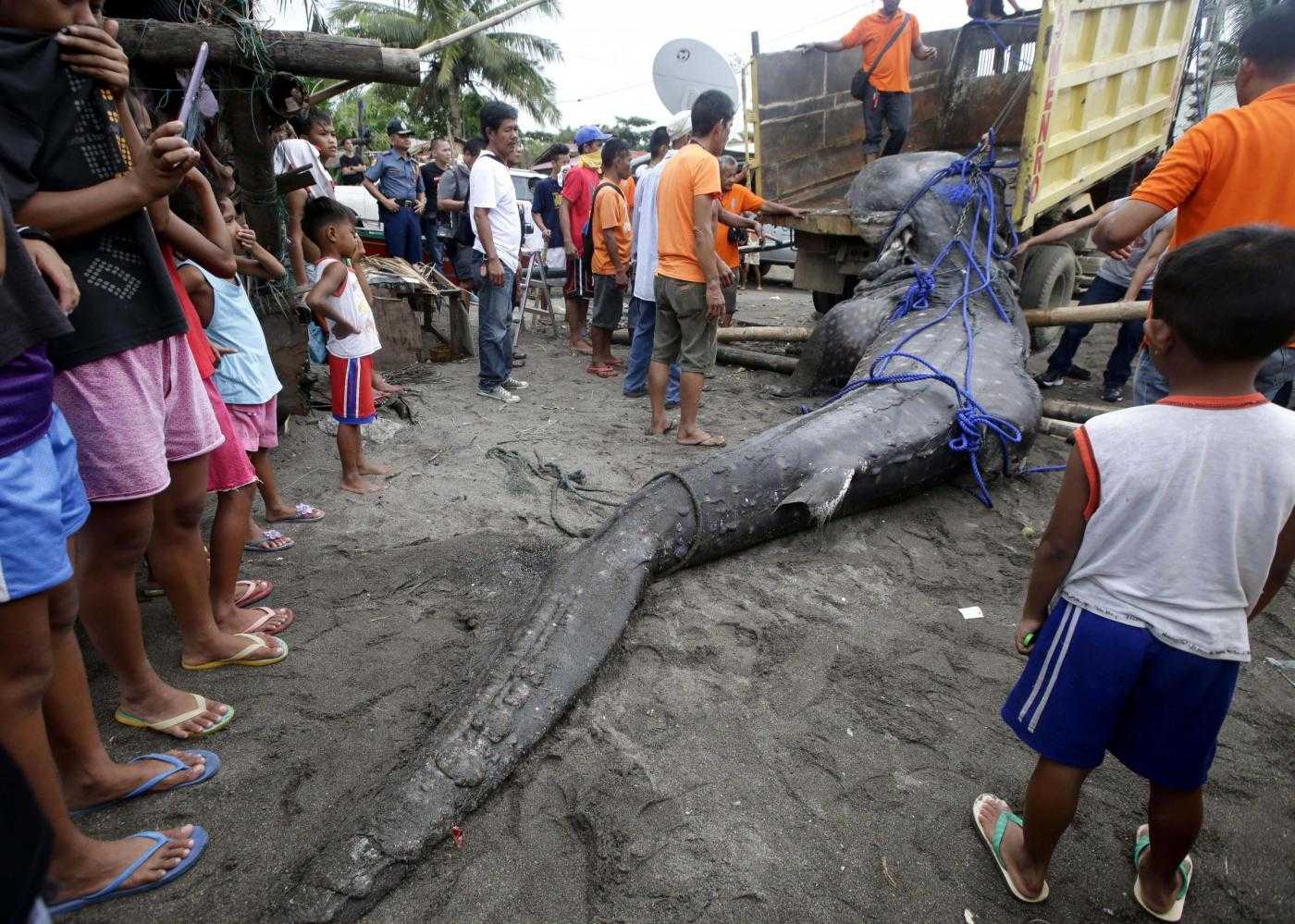 Trovato morto uno squalo balena sulle coste di Tanza nelle Filippine