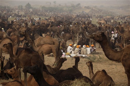 India: Fiera annuale del bestiame