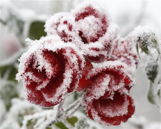 Delle rose coperte di neve a Francoforte