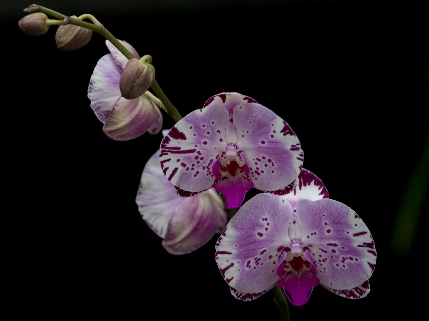 Orchidee esposte al giardino botanico di Londra