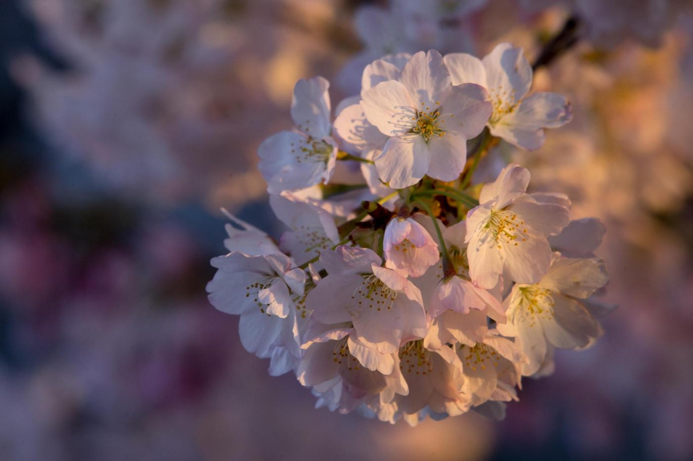 Lo spettacolo dei ciliegi di Washington in fiore