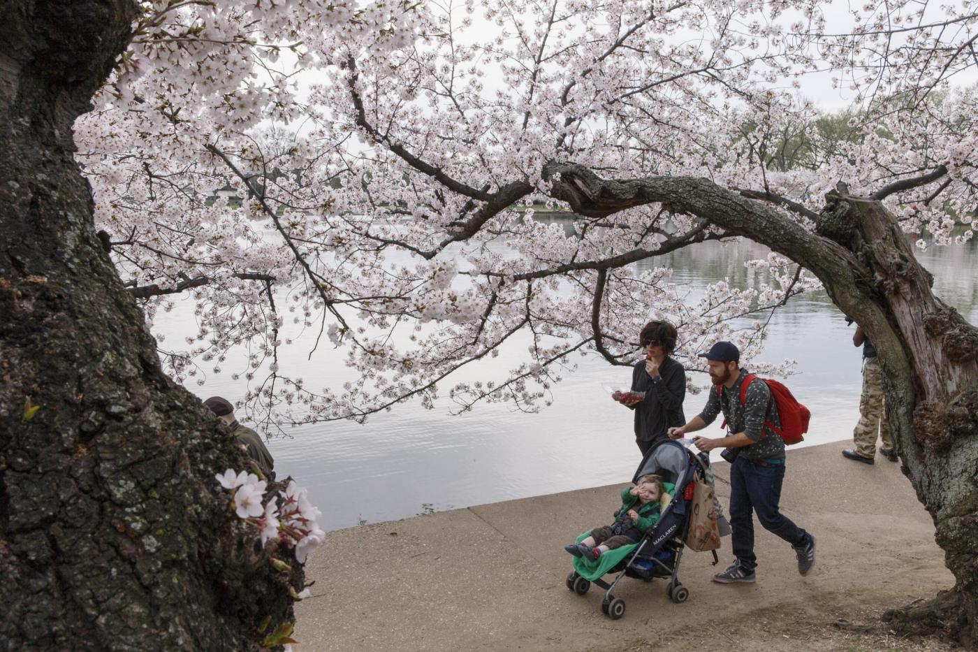 Lo spettacolo deLo spettacolo dei ciliegi di Washington in fiorei ciliegi di Washington in fiore