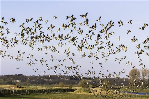 migrazioni uccelli