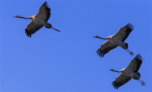 migrazioni uccelli