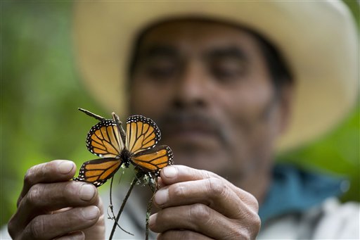 Farfalle in Messico