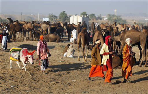 Pushkar cattle fair