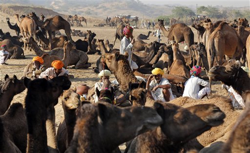 Pushkar cattle fair