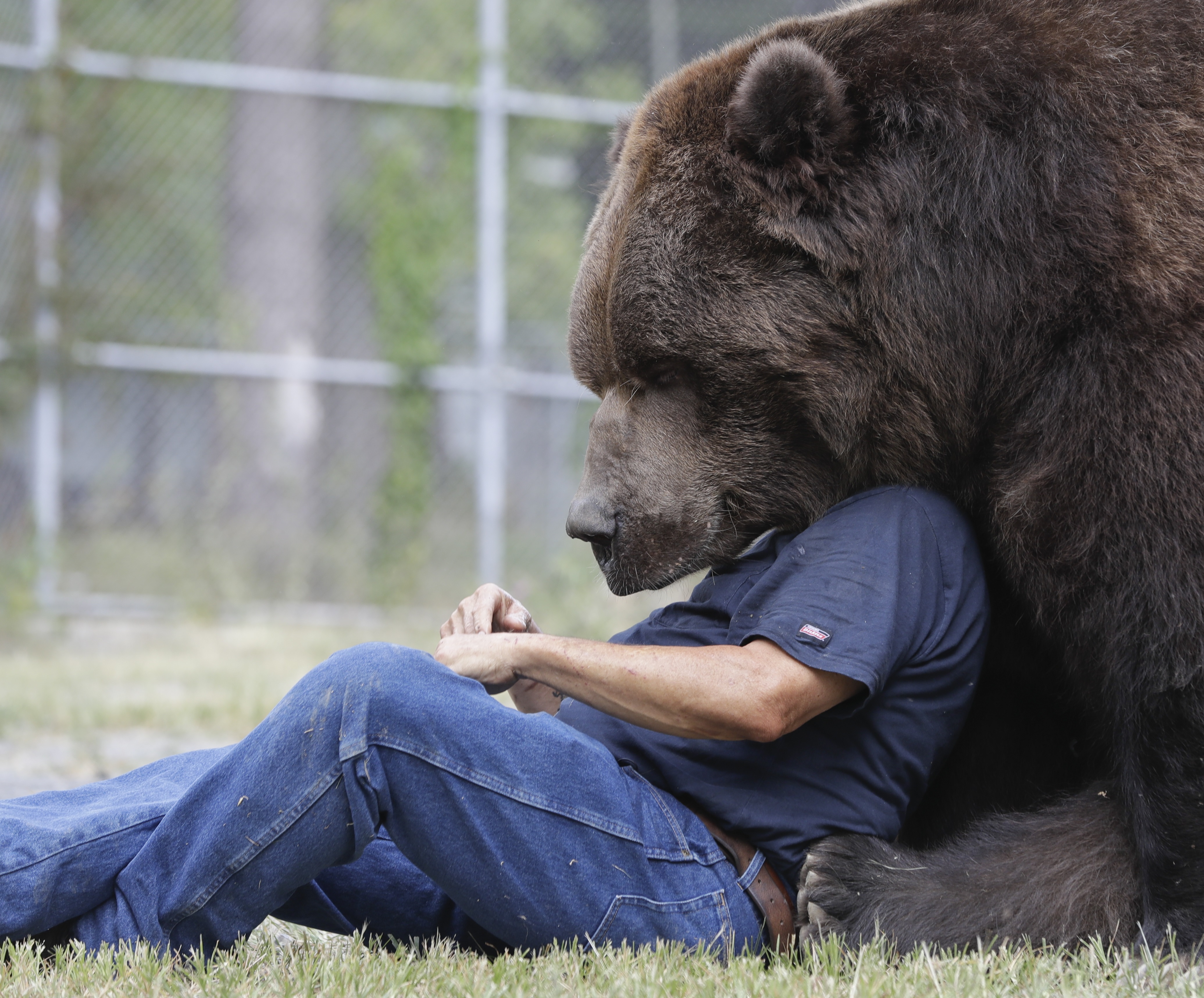 In this Wednesday, Sept. 7, 2016 photo, Jim Kowalczik plays with Jimbo, a 1500-pound Kodiak bear, at the Orphaned Wildlife Center in Otisville, N.Y. (AP Photo/Mike Groll)