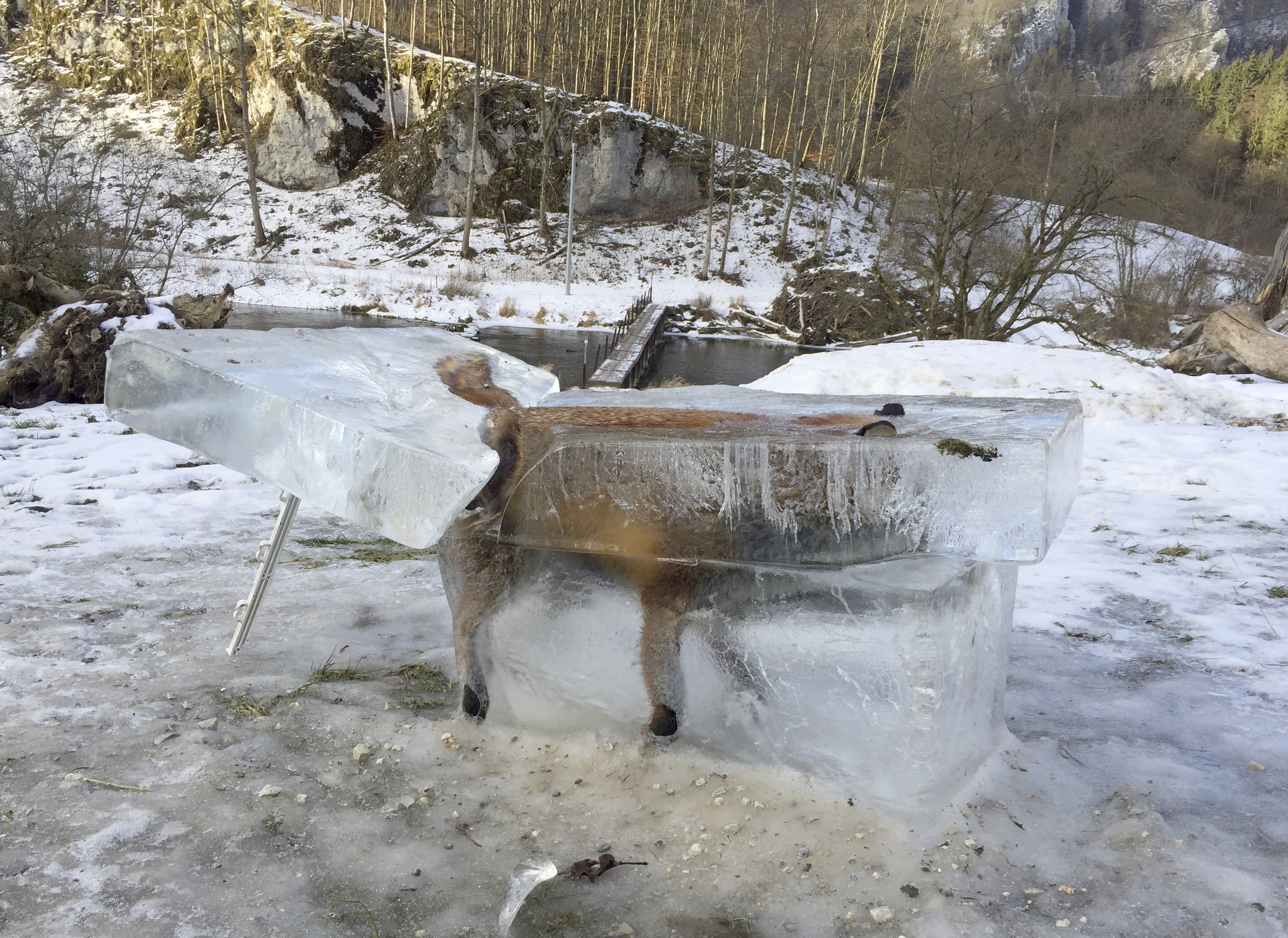 A block of ice with a frozen fox can be seen in Fridingen, Germany, 13 January 2017. The animal broke through the thin ice on the Donau river and drowned on the 09.01.17. Photo by: Johannes Stehle/picture-alliance/dpa/AP Images