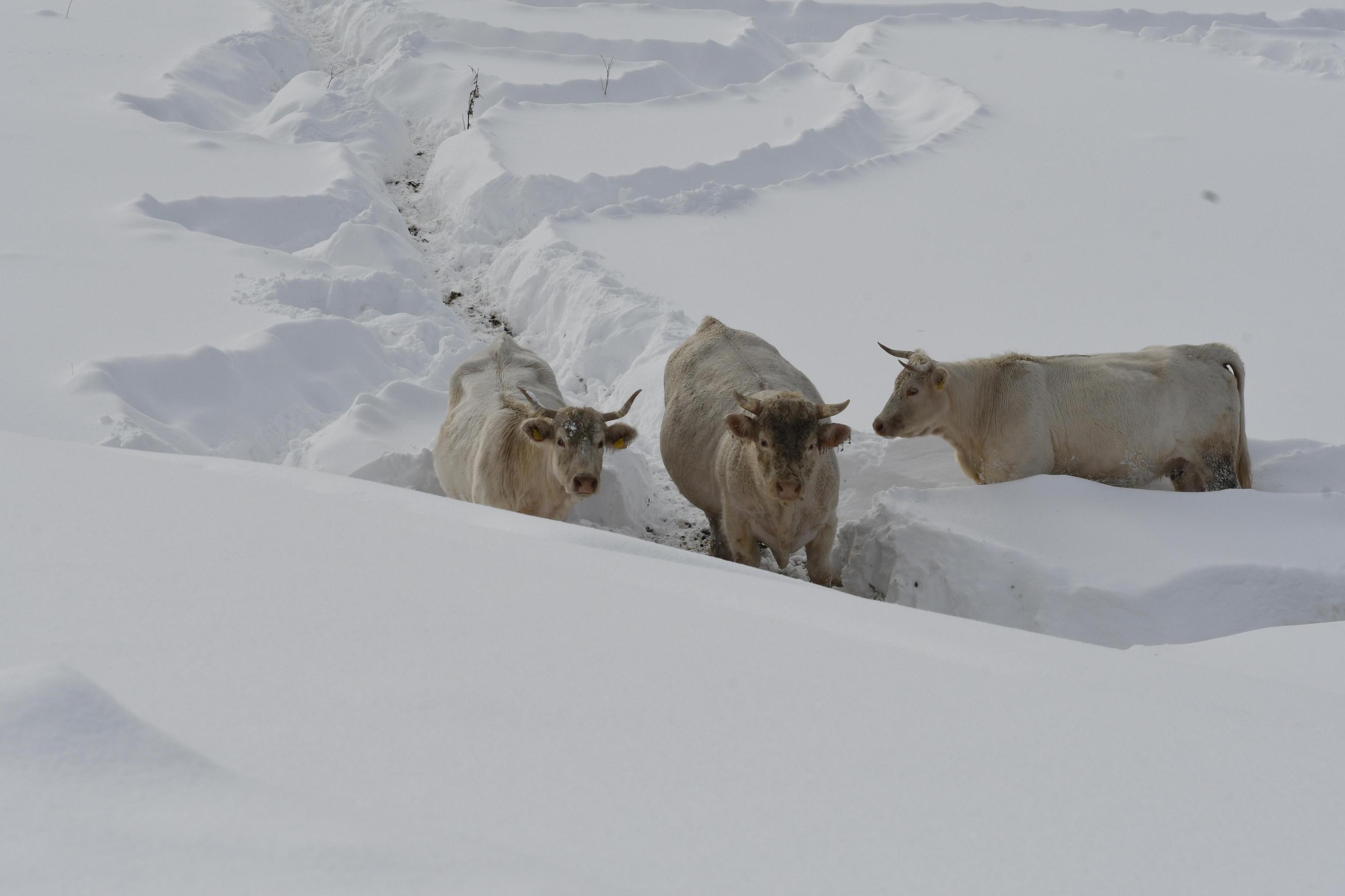 Cattle amid snow in Poggio Cancelli, a hamlet of Campotosto, (L'Aquila, Abruzzo region), after a series of earthquakes in central Italy, 19 January 2017. Around 150 residents from Campotosto were forced to leave their homes and take refuge in rooms on higher ground while awaiting help. According to an Italian mountain rescue team, several people have also been killed in an avalanche that has hit a hotel near the Gran Sasso mountain in same region. ANSA/ CLAUDIO LATTANZIO