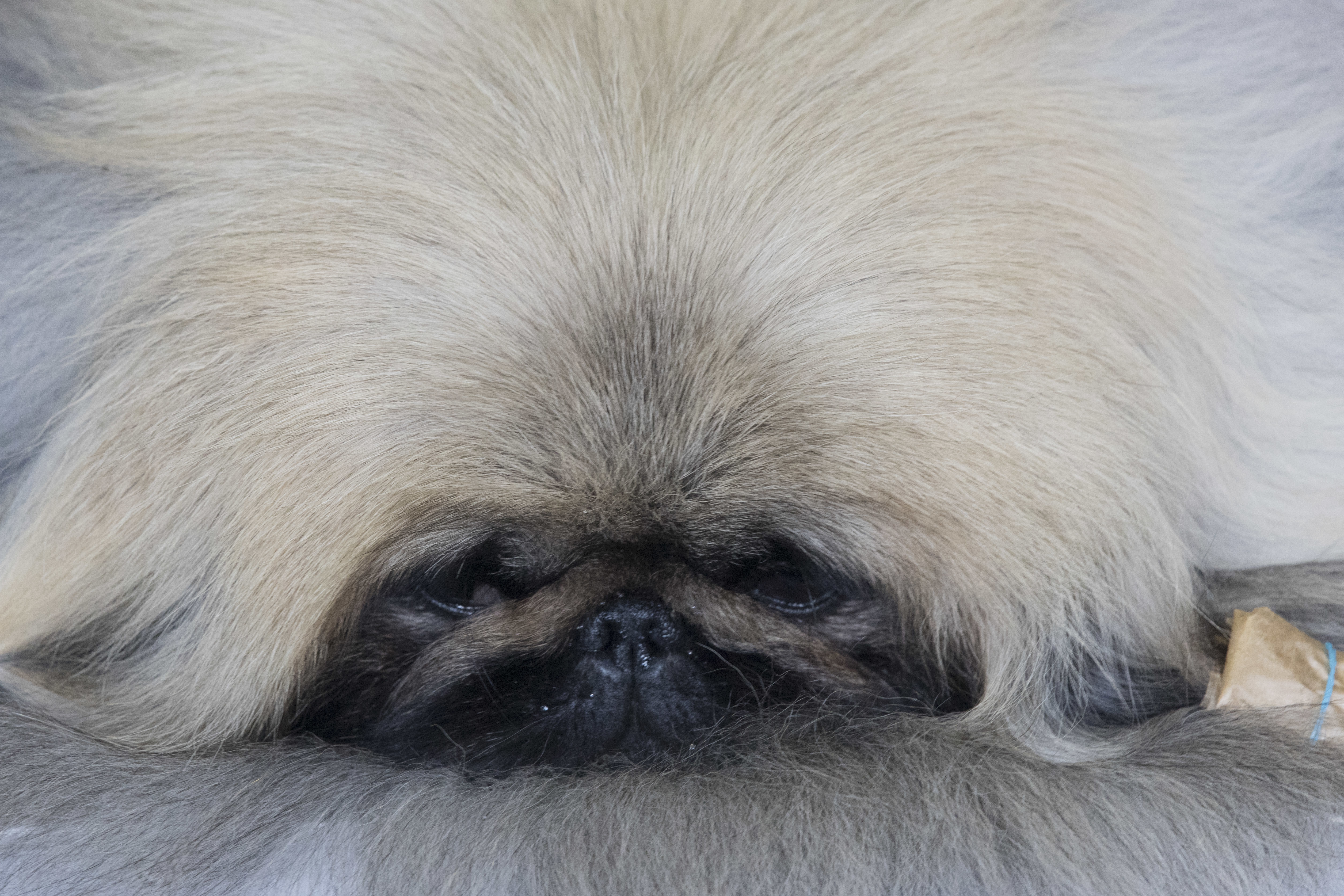 A Pekingese rests in the staging area during the 141st Westminster Kennel Club Dog Show, Monday, Feb. 13, 2017, in New York. (AP Photo/Mary Altaffer)