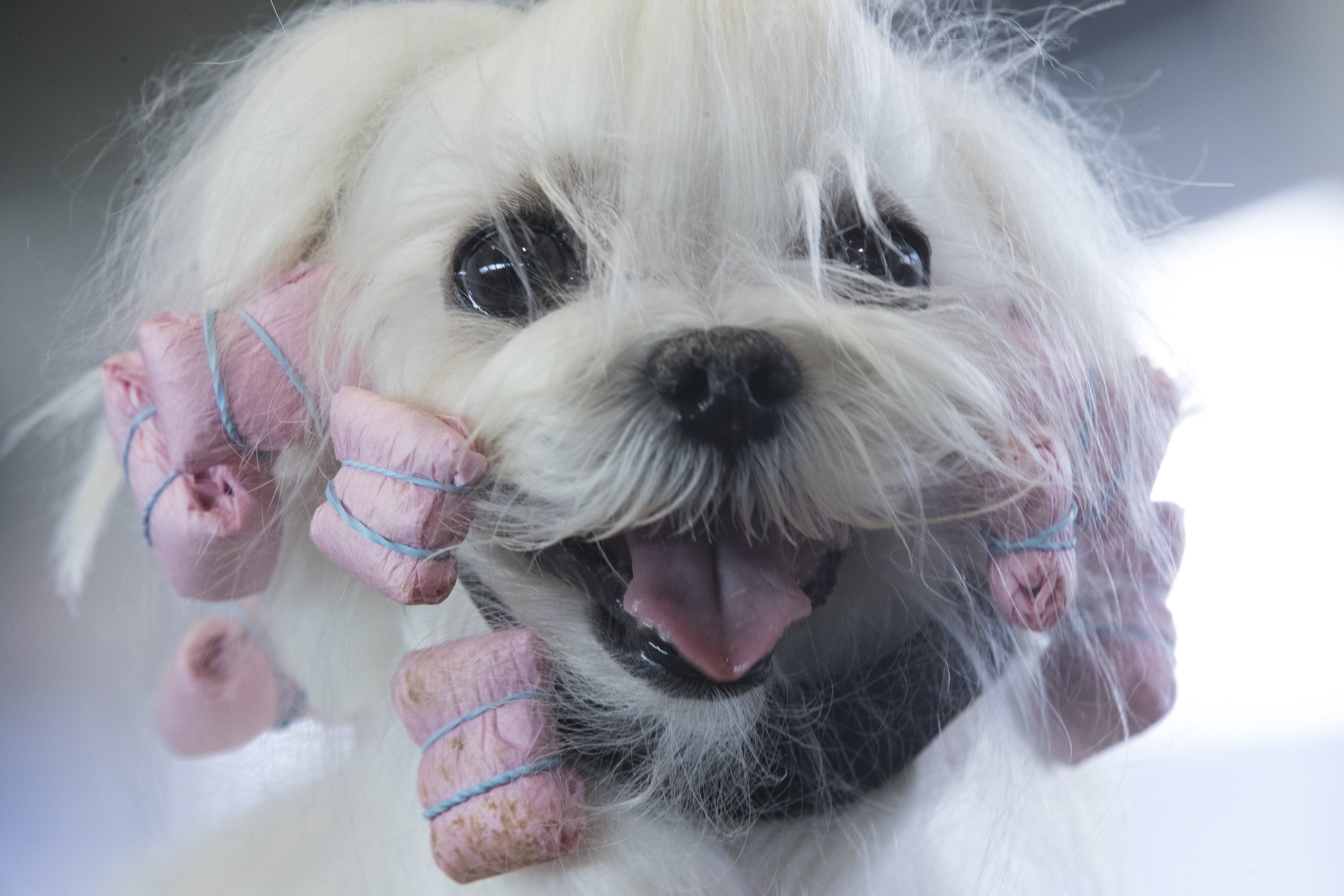B boy, a Maltese from France, is groomed in the staging area during the 141st Westminster Kennel Club Dog Show, Monday, Feb. 13, 2017, in New York. (AP Photo/Mary Altaffer)