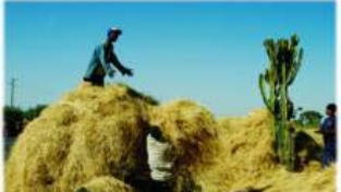 Etiopia, in cerca di grano e futuro