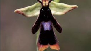 Orchidee: Riprodursi con l’ingegno