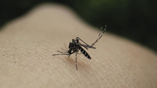 Torna la malaria, un caso in Sardegna