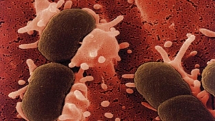 La guerra contro i batteri