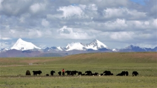 Nomadi tibetani