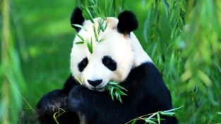 Panda in libertà