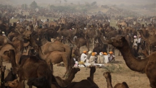 La fiera annuale del bestiame in India