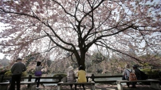 Hanani, i ciliegi fioriti del Giappone