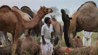 La corsa dei cammelli a Pushkar