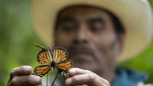 Le farfalle volano in Messico