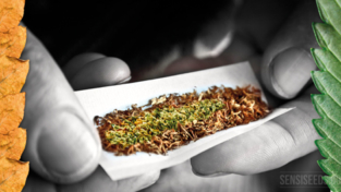 Cannabis da liberalizzare?
