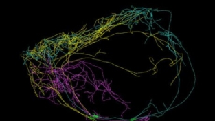 Neuroni giganti e coscienza