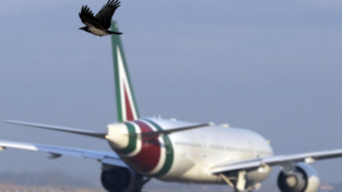“Nuova” Alitalia, progetto incerto