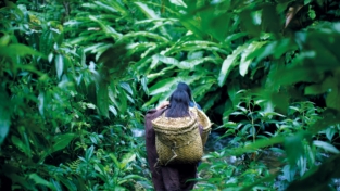 Sinodo Amazzonia: paradigma per il pianeta