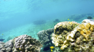Corsa contro il tempo per salvare i coralli