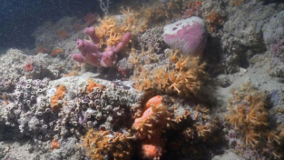 La sorprendente scogliera corallina di Monopoli