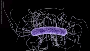 Il corpo umano e i suoi microbi