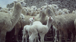 Tessendo la solidarietà tra l’Italia e gli allevatori di alpaca