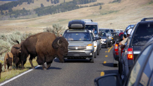 FILE - In this Aug. 3, 2016, file photo, a large bison blocks traffic as tourists take photos of the animals in the Lamar Valley of Yellowstone National Park. Access to the southern half of Yellowstone National Park will resume Monday, May 18, by way of Wyoming but park officials continue to talk with Montana about reopening the rest of the park after a seven-week closure due to the coronavirus, Superintendent Cam Sholly said Wednesday, May 13, 2020. (AP Photo/Matthew Brown, File)