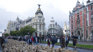 Pecore a Madrid