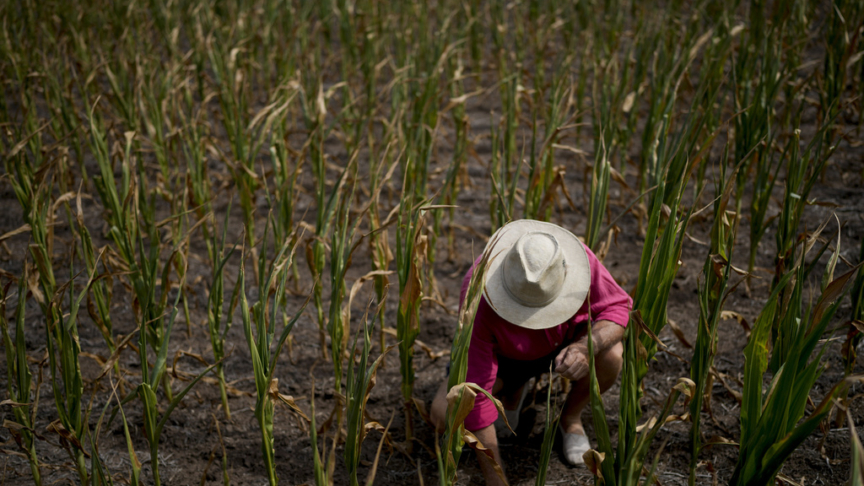 Argentina, in crisi il mercato del mais e della soia