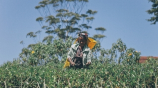 Due secoli di raccolta del tè in Sri Lanka