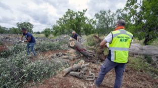 La Xylella lascia 21 milioni di ulivi secchi in Puglia